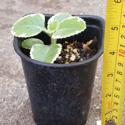 Variegated Cuban Oregano Plant,  Live 
