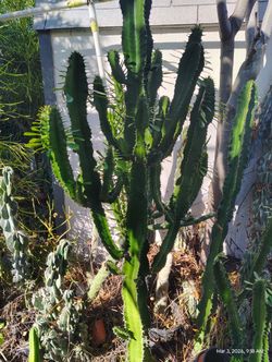 Euphorbia Bratcher Cactus Succulent Plant
