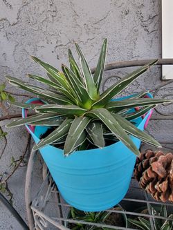 queen victoria agave succulent
