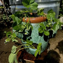 MOTHERS DAY STRAWBERRY PLANTER FULL OF ORGANIC ALBION STRAWBERRIES.
