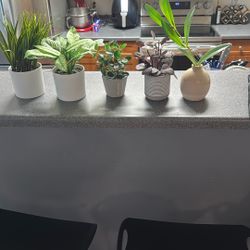 5 Fake Plants 