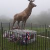 PAPA