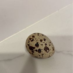 Quail Eggs