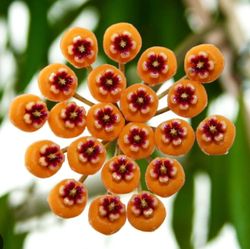 Hoya Waymaniae