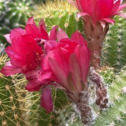 Red " peanut-like-cacti Generally Blooming massively.