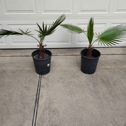 Mexican Palm 