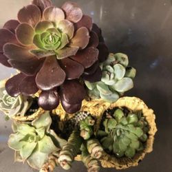 Fairy Garden Cactus. 