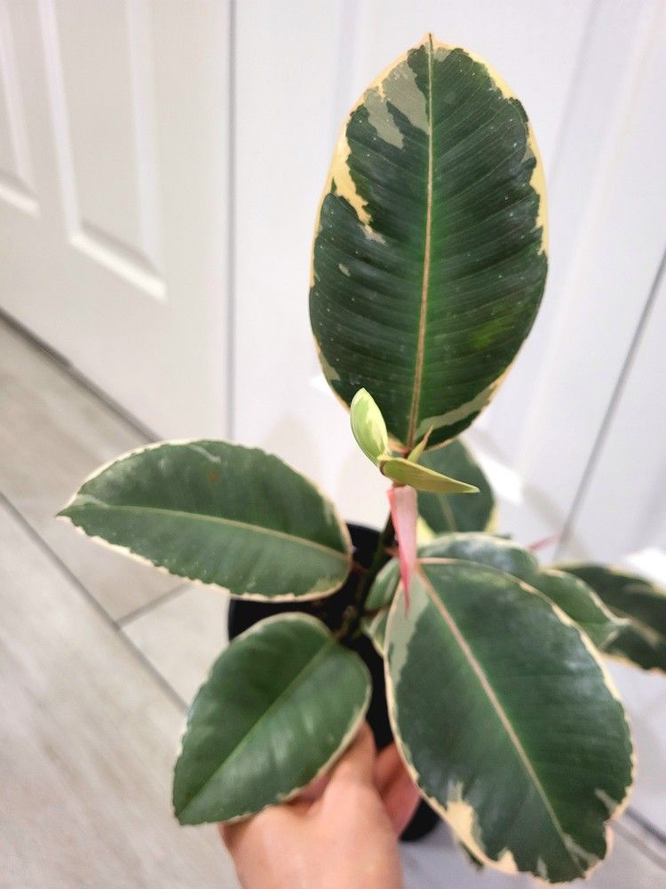 🌿Healthy Live Air Purifying Houseplant Variegated Rubber Plant 12"Tall In Pot 4" ~ Easy To Grow