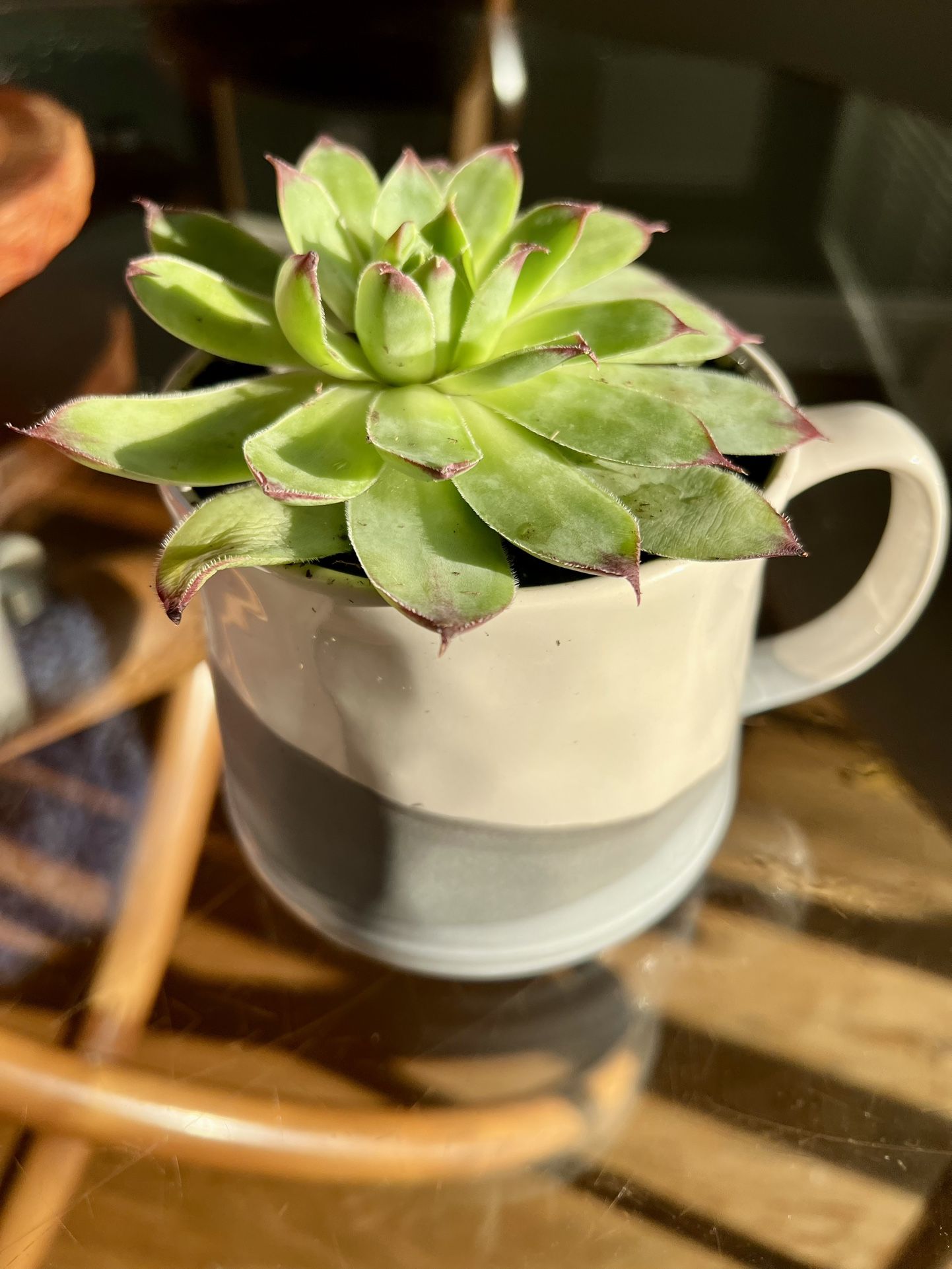 Succulent In Ceramic Cup