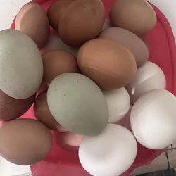 Farm fresh eggs