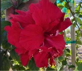 Red Hibiscus 🌺 Double Flawer In 5G $30 And $25 Each Price Firm