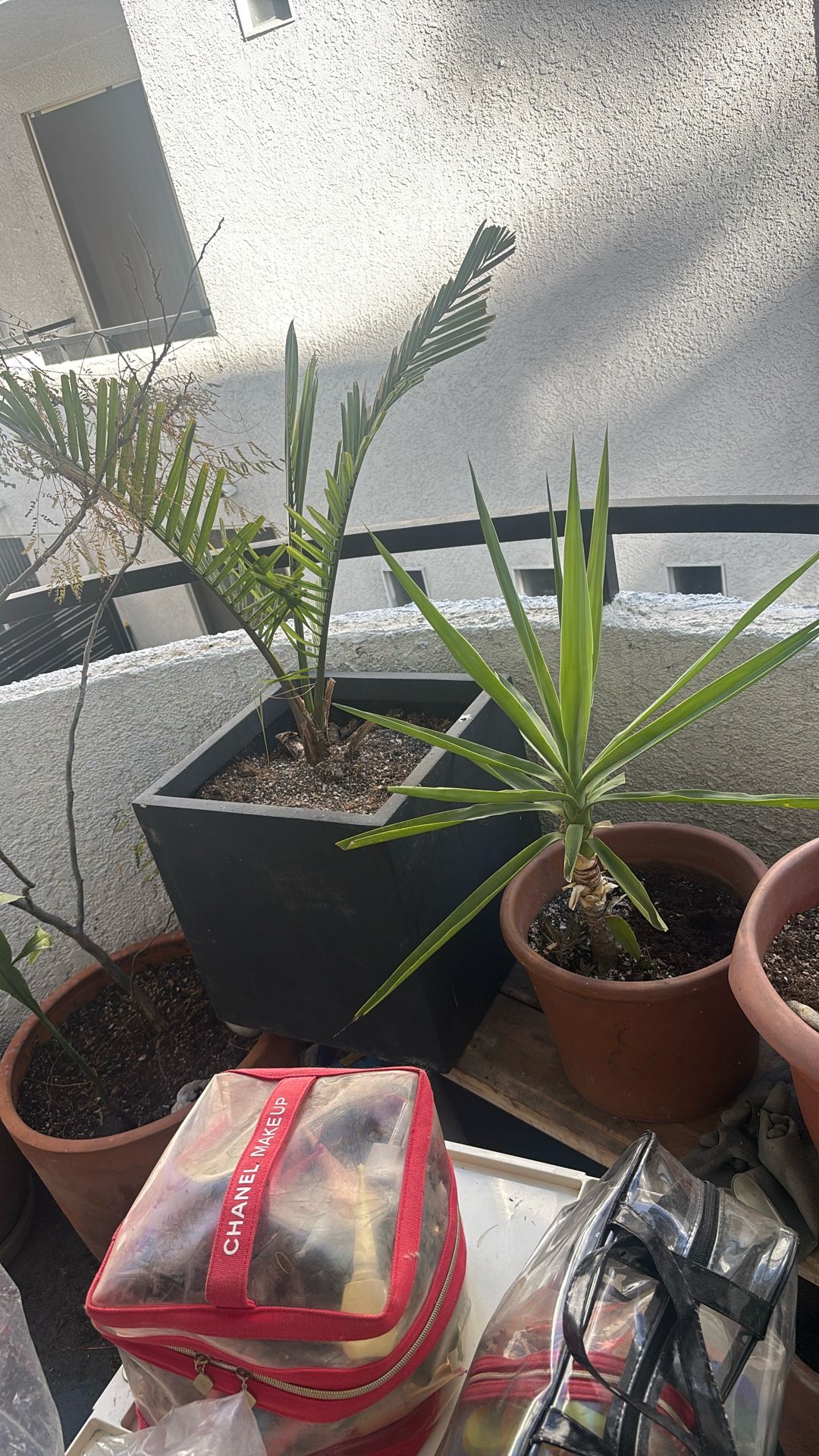 two plants w nice pots