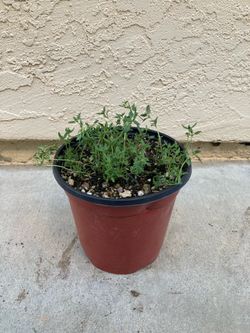 Common English Thyme Herb Plant Organically Grown, 6”