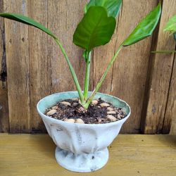Peace Lily 