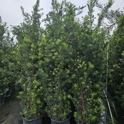 Podocarpus About 8 Feet Tall Instant Primary Hedge For Fence Green Full