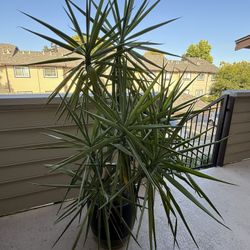Large Plant For Sale. Type Of Dracaena