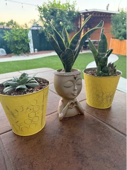 🌿 Bundle de 3 Plantas Suculentas y Sansevierias en Macetas Decorativas 🌿