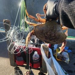 Dungeness Crab Snare And Combo Set