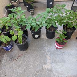Chile Siruelo