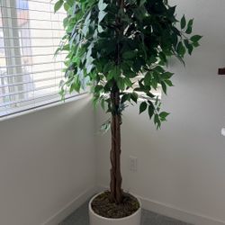 Large Artificial Plant(6 Ft) With Ceramic Pot 