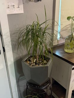 Dracaena Tree