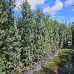 Podocarpus About 8 Feet Tall Instant Primary Hedge For Fence Green Full