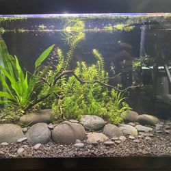 10 Gallon Aquascaped Planted Aquarium Fish Tank