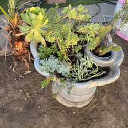 Succulents On The Fountain Asking $50