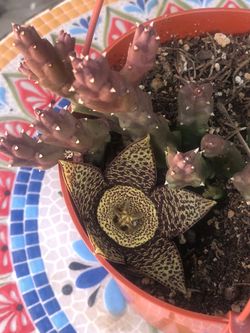 Planta floriando