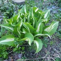 Hasta plant 