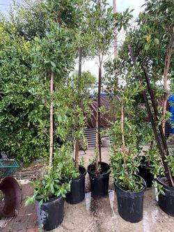 Potted Ficus Nitida Trees