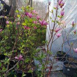 magnolia japoneses 30 galones grandes