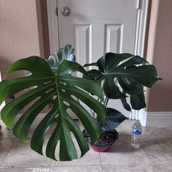 Beautiful Healthy Living House Plant - Monstera deliciosa 9 leaves
