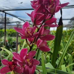 Huge  Orchid  Plant(Simply  Cymbidium)