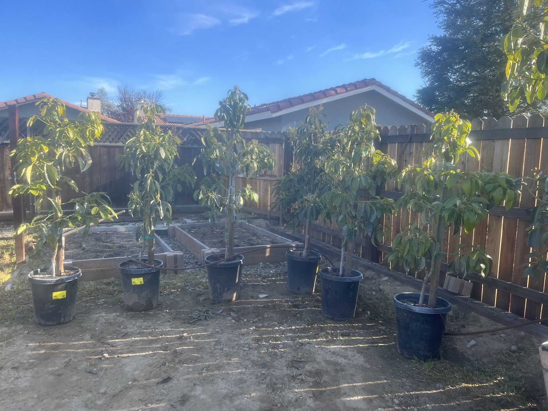 15 Gallon Hass Avocados Trees for Sale in Bakersfield, CA OfferUp