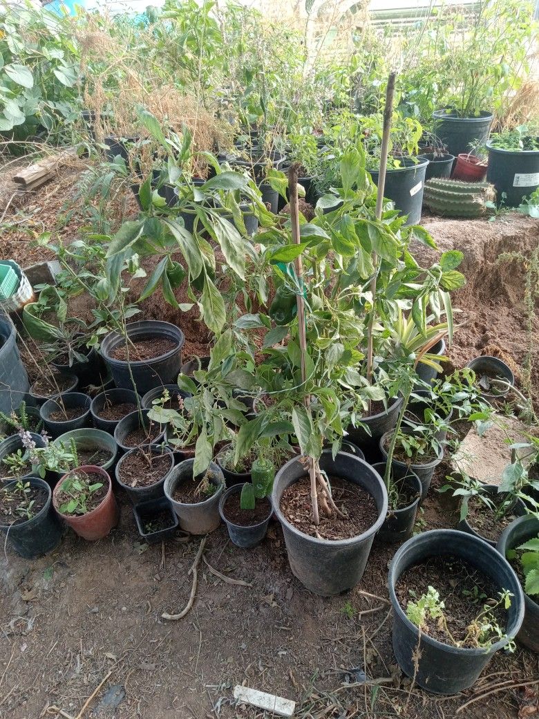 Plants For Sale