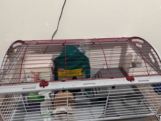 Guinea pig  cage and essentials