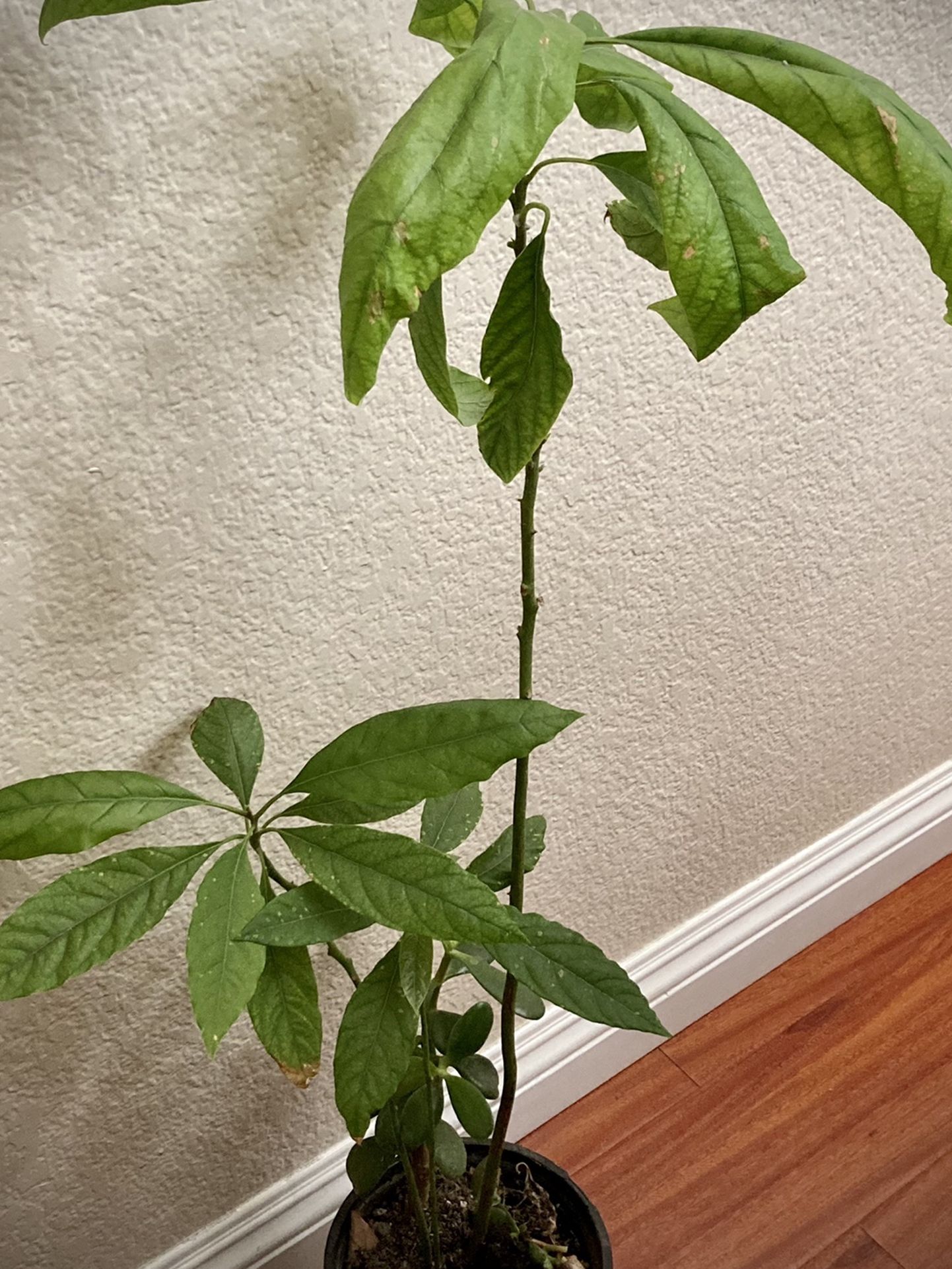 3 Avocado Tree - In - A -Pot