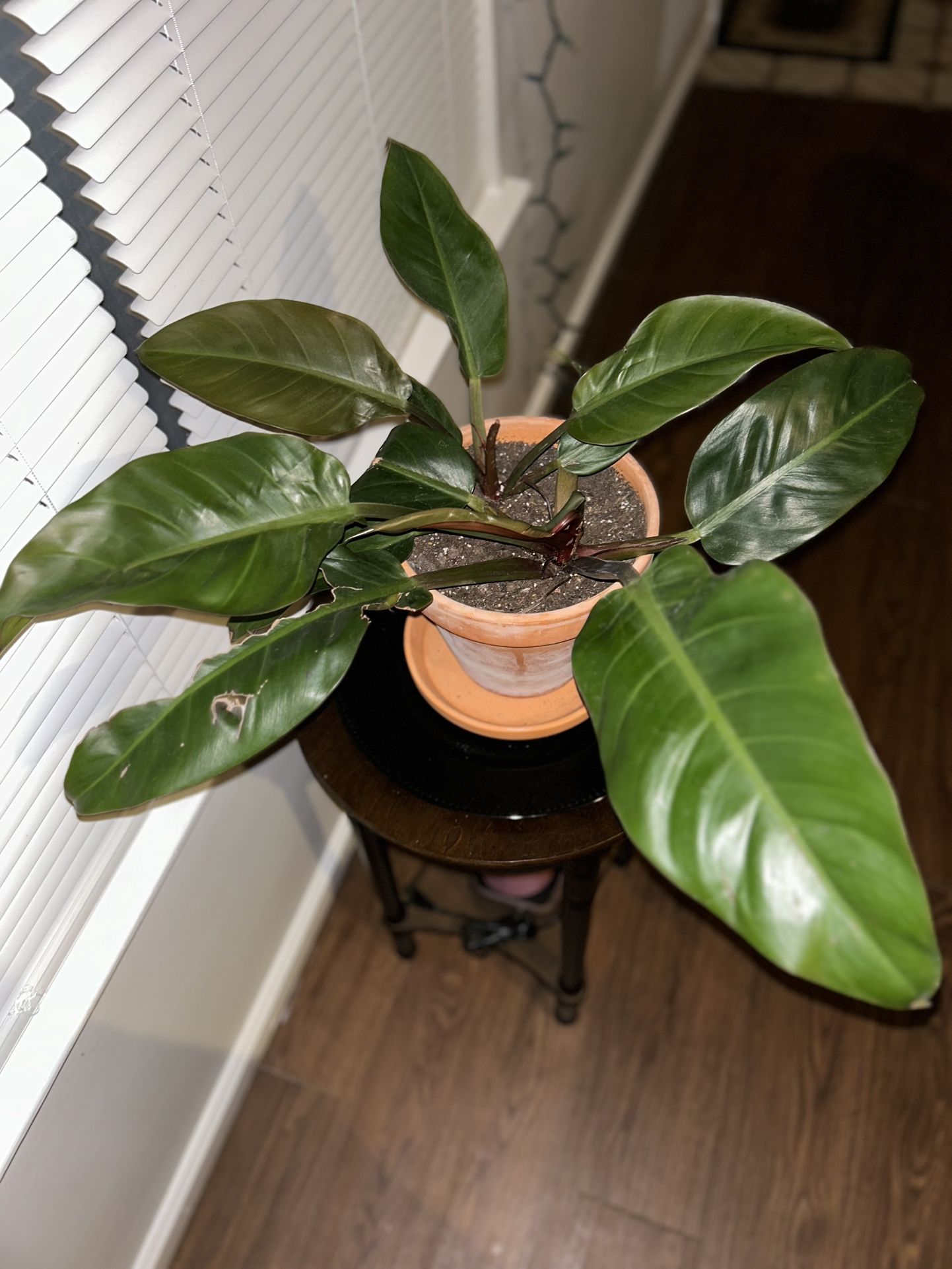 Price Of Orange Philodendron 