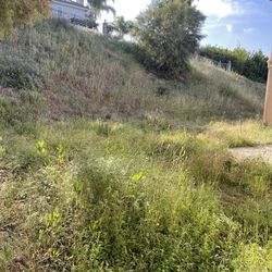 Yard Clean Up! 🚨🌳🍃