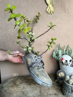 Live plants and terrarium