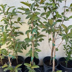 Plantas De Guallavos 
