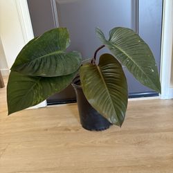 Philodendron Congo Red Plant