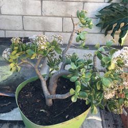 Elephant Jade Natural