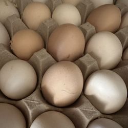 Eggs