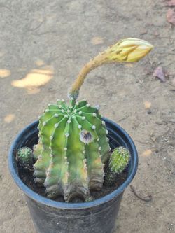 Cactus blanco