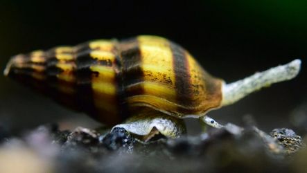 ASSASSIN SNAILS