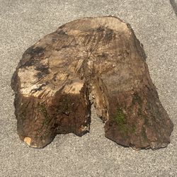 Chunk of Spalted Wood