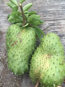 Soursop trees