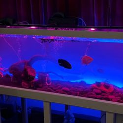 175 Gallon Fish Tank / Aquarium 